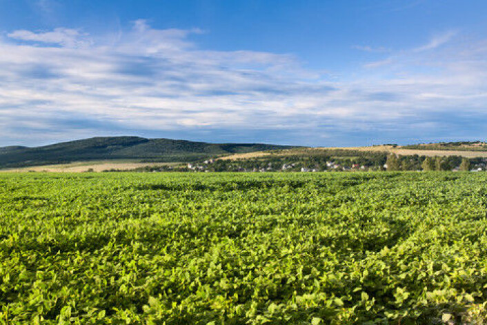 Soyaåker. (Illustrasjonsfoto: colourbox.no) Soyaåker. (Illustrasjonsfoto: colourbox.no)