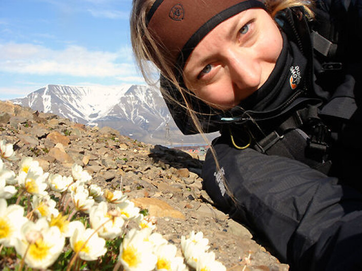 Lovisa Gustafsson med reinrose i forgrunnen, ein av artane som inngjekk i studien. (Foto: Lovisa Gustafsson, NHM/UiO) Lovisa Gustafsson med reinrose i forgrunnen, ein av artane som inngjekk i studien. (Foto: Lovisa Gustafsson, NHM/UiO)