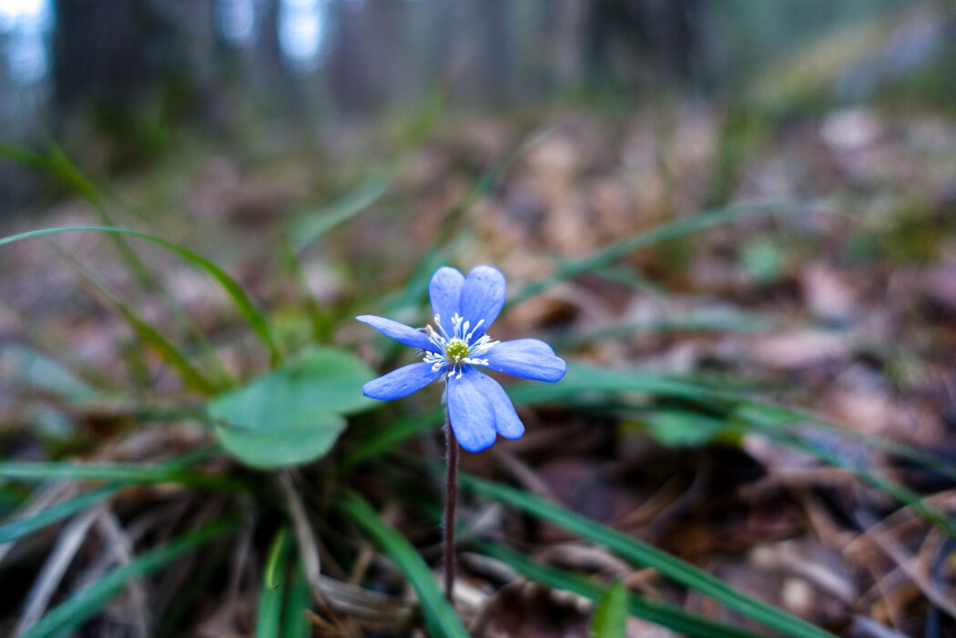 Blåveisen blomstret i veikanten på Svartskog i Oppegård midt i februar. Blåveisen blomstret i veikanten på Svartskog i Oppegård midt i februar.