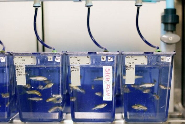 Forskerne trodde at metylkvikksølv alene ville redusere fertiliteten til sebrafisken. Det viste seg at dette hadde liten innvirkning på reproduksjonen. Når fisken imidlertid fikk økte doser med selen, så fikk fisken færre avkom. (Foto: NIFES) Forskerne trodde at metylkvikksølv alene ville redusere fertiliteten til sebrafisken. Det viste seg at dette hadde liten innvirkning på reproduksjonen. Når fisken imidlertid fikk økte doser med selen, så fikk fisken færre avkom. (Foto: NIFES)