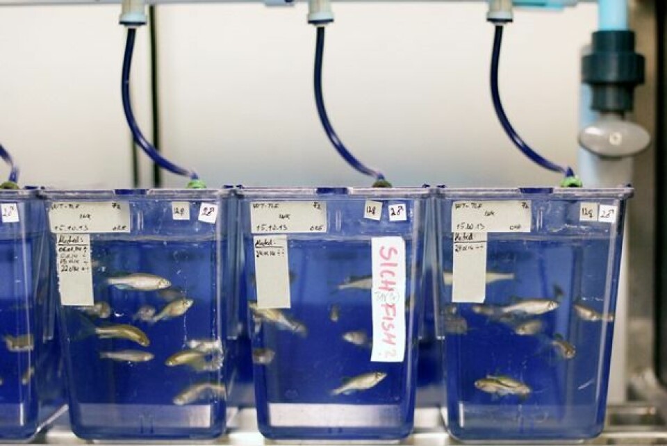 Forskerne trodde at metylkvikksølv alene ville redusere fertiliteten til sebrafisken. Det viste seg at dette hadde liten innvirkning på reproduksjonen. Når fisken imidlertid fikk økte doser med selen, så fikk fisken færre avkom. (Foto: NIFES)