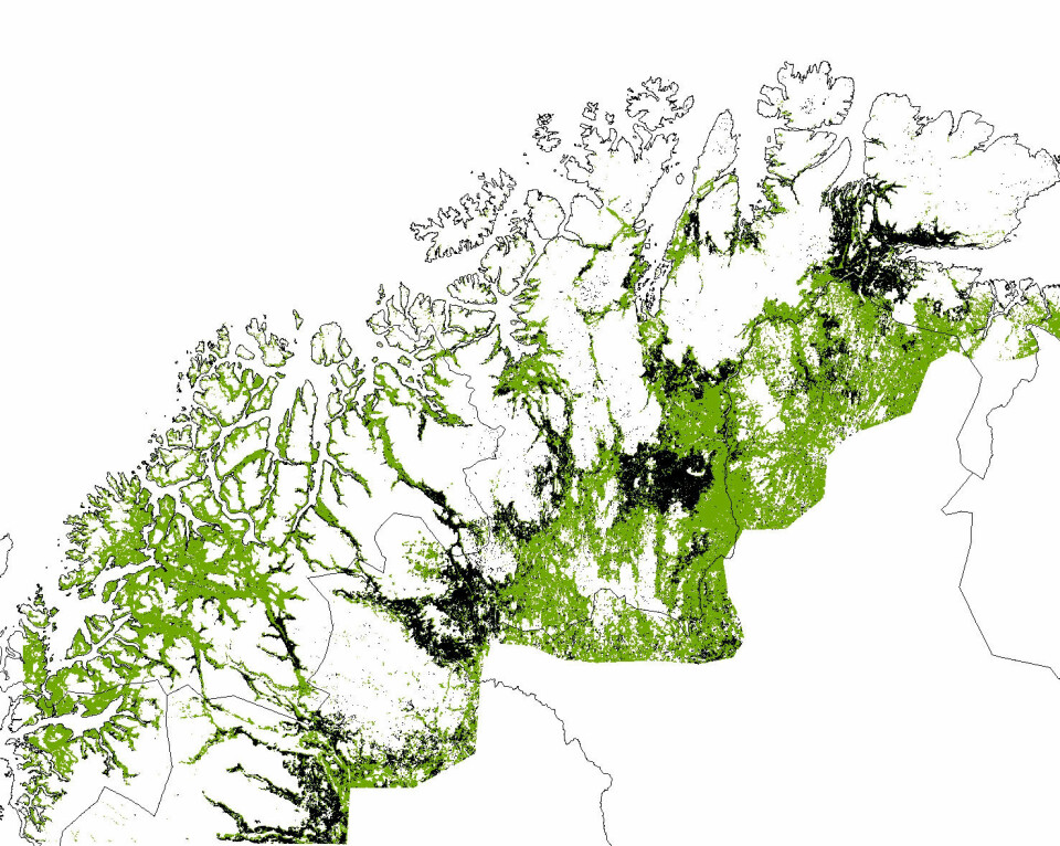 Dette bildet viser hvordan om lag en tredel av bjørkeskogsbeltet ble angrepet. Rundt 10 000 kvadratkilometer skog (svart) ble spist av lauvmakken. Grønne områder fikk liten eller ingen skade. (Foto: (Kart fra forskningsprosjektet))