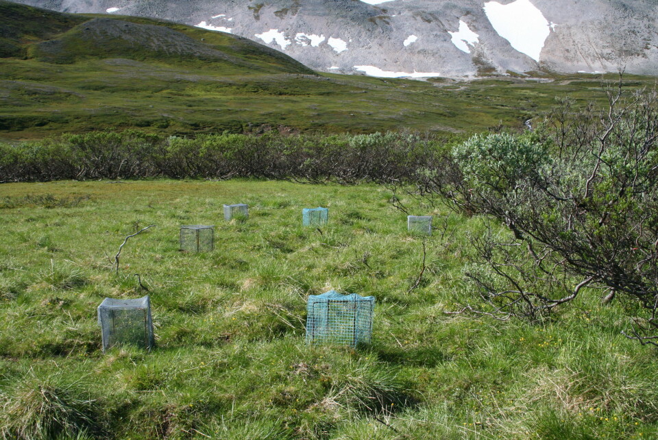 Bildet er fra Varangerhalvøya, og burene er en del av felteksperiment som belyser i hvilken grad ulike arter av plantere motvirker gjengroingen. (Foto: Rolf A. Ims, UiT)