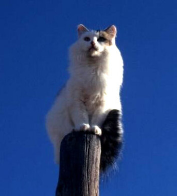 "Katter fikk hundene til å reagere..." "Katter fikk hundene til å reagere..."