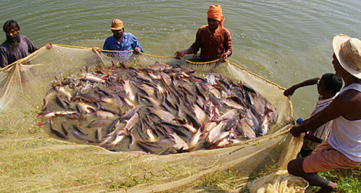 Fattige bønder på landsbygda er Indias svar på norske fiskeoppdrettere. (Foto: Nicholas Robinson) Fattige bønder på landsbygda er Indias svar på norske fiskeoppdrettere. (Foto: Nicholas Robinson)