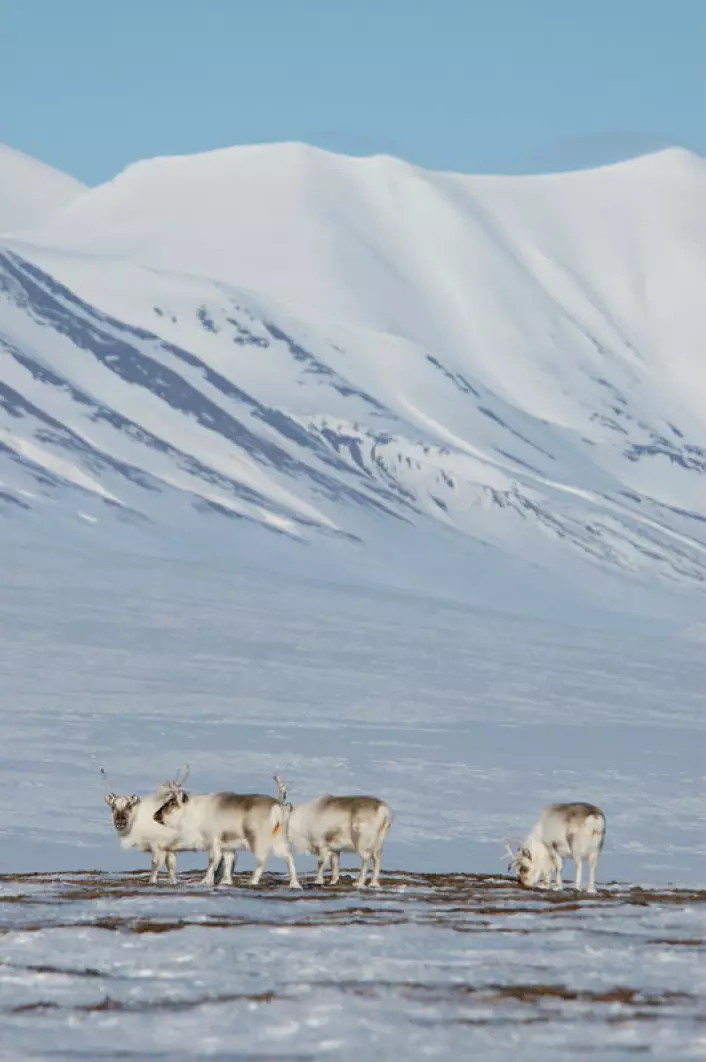Svalbardrein kan få dårligere beiteforhold og svikt i kalvingen den påfølgende sommeren når det regner på vinteren. (Foto: Erik Ropstad)