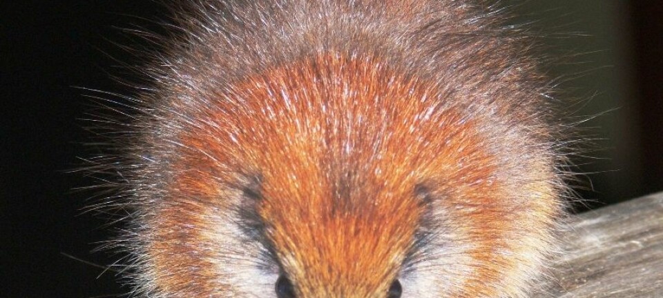 Denne trerotta, som kjennetegnes ved sin røde pels, har bare blitt sett tre ganger siden arten ble oppdaget for over 100 år siden. Den bor antageligvis bare i Santa Marta-fjellene i Colombia. Lizzie Noble/Fundacíon ProAves