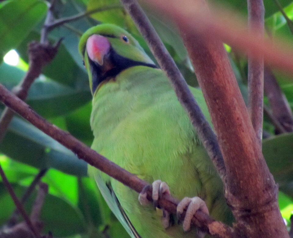 The echo parakeet has been saved from extinction, thanks to conservation measures.