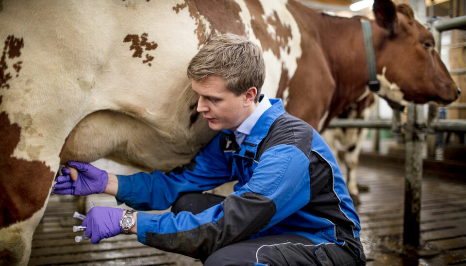 Data fra melkesystemet kan oppdage enkeltdyr med jurbetennelse og kan anslå hvor stor andel av en besetning som vil få en infeksjon. Her tar forsker Gunnar Dalen prøver fra melk.