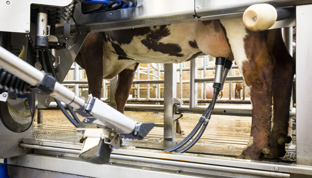 Automatiske systemer melker nesten halvparten av all melk fra norske kyr. Automatiske systemer melker nesten halvparten av all melk fra norske kyr.