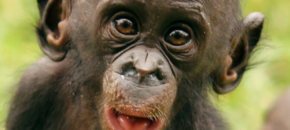 Baby-bonobo spiser papaya. Jingzhi Tan