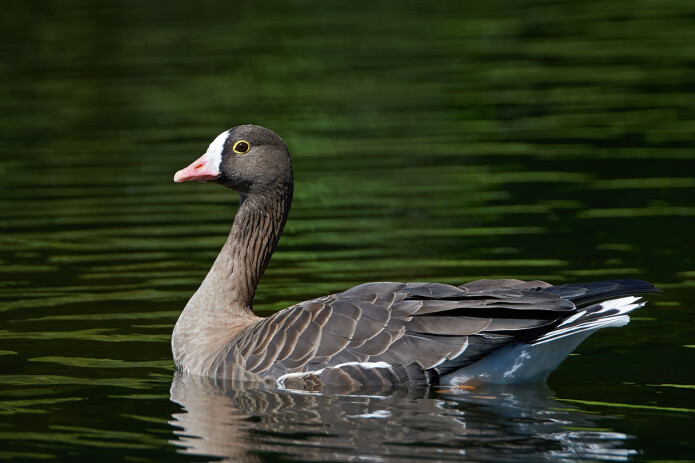 The populations of the lesser white-fronted goose declined dramatically in Lapland during the 1940s. The populations of the lesser white-fronted goose declined dramatically in Lapland during the 1940s.