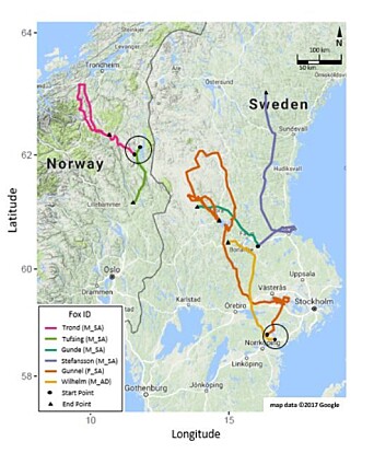 Studien viser at rødreven kan bevege seg over store områder, opptil 1036 kilometer på ni dager. Hvorfor noen rever forflytter seg så mye, vet ikke forskerne. Studien viser at rødreven kan bevege seg over store områder, opptil 1036 kilometer på ni dager. Hvorfor noen rever forflytter seg så mye, vet ikke forskerne.