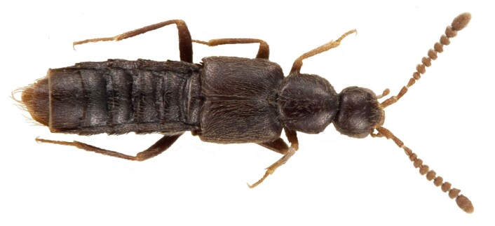 Calodera aethiops, ein av artane frå studien til Osswald. (Foto: Karsten Sund, NHM/UiO) Calodera aethiops, ein av artane frå studien til Osswald. (Foto: Karsten Sund, NHM/UiO)