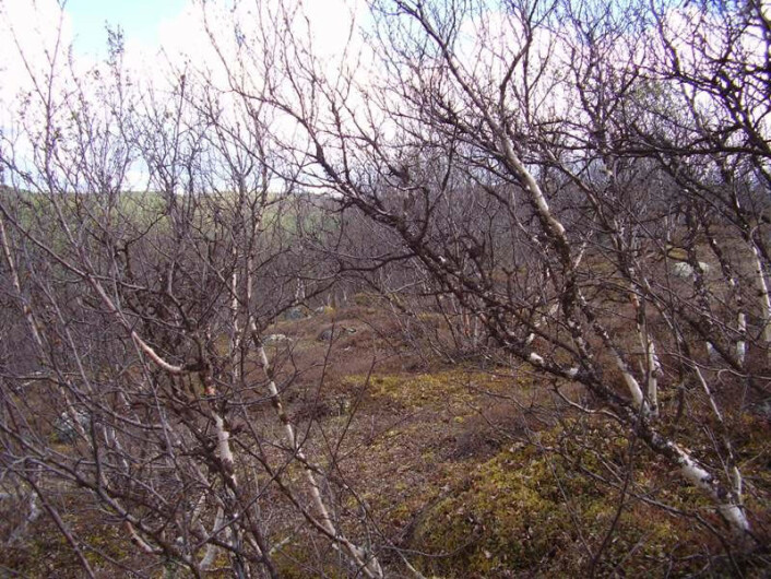 DØD SKOG: Målerutbruddet i Finnmark og Troms som startet i 2002 mangler sidestykke i historien. Enorme områder med småbjørkeskog ble ødelagt. (Foto: www.birchmoth.com) DØD SKOG: Målerutbruddet i Finnmark og Troms som startet i 2002 mangler sidestykke i historien. Enorme områder med småbjørkeskog ble ødelagt. (Foto: www.birchmoth.com)