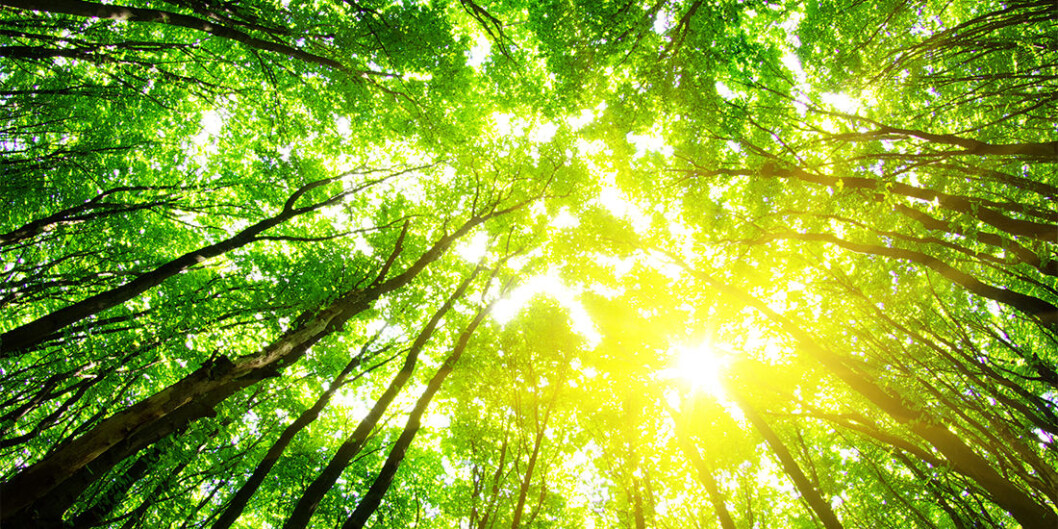 When cropland is abandoned, trees can take over. And in some parts of Europe, at least, this can make it cooler. When cropland is abandoned, trees can take over. And in some parts of Europe, at least, this can make it cooler.