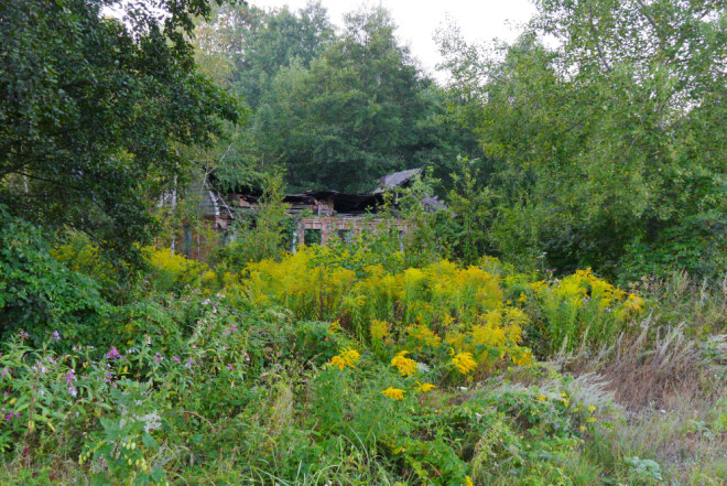 It doesn’t take long before shrubs and trees move into an abandoned farm. It doesn’t take long before shrubs and trees move into an abandoned farm.