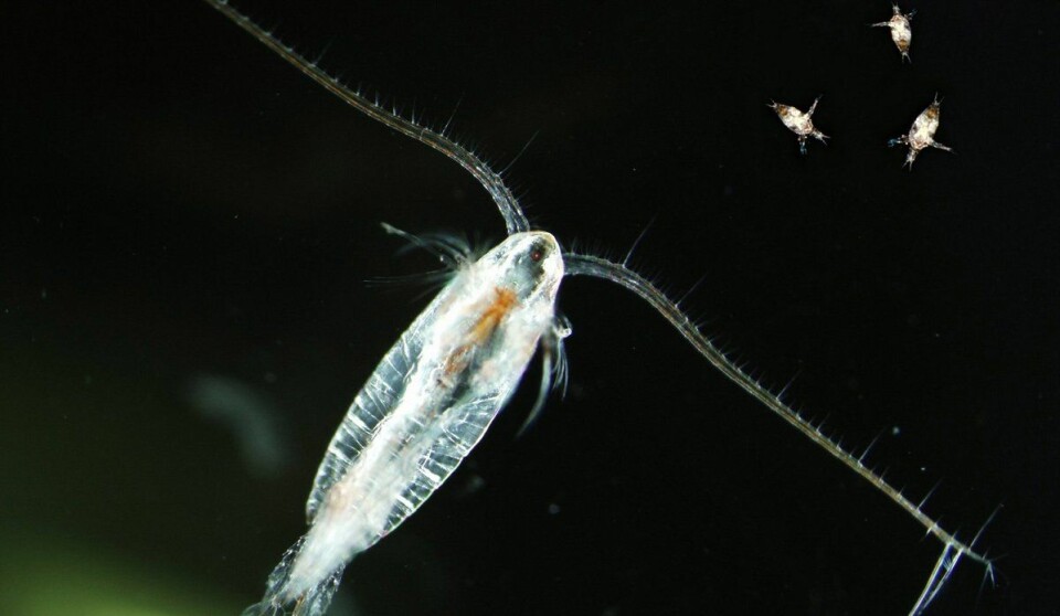Calanus is the main species of zooplankton in the Norwegian Sea.