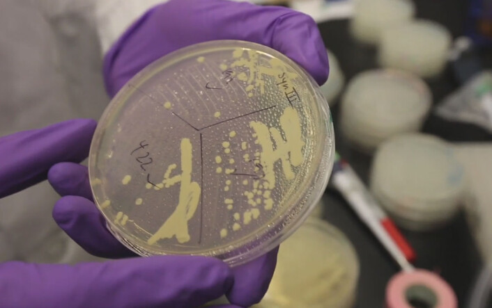 Gjærsoppen Saccharomyces cerevisiae, vanlig ølgjær, ble brukt i forsøkene der et kromosom i en eukaryot celle med cellekjerne ble designet og bygget opp kunstig for første gang. (Foto: Fra video av NYU Langone Medical Center, 2014) Gjærsoppen Saccharomyces cerevisiae, vanlig ølgjær, ble brukt i forsøkene der et kromosom i en eukaryot celle med cellekjerne ble designet og bygget opp kunstig for første gang. (Foto: Fra video av NYU Langone Medical Center, 2014)