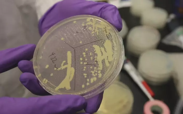 Gjærsoppen Saccharomyces cerevisiae, vanlig ølgjær, ble brukt i forsøkene der et kromosom i en eukaryot celle med cellekjerne ble designet og bygget opp kunstig for første gang. (Foto: Fra video av NYU Langone Medical Center, 2014)