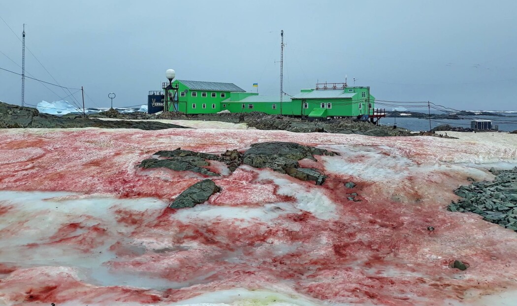 Takket være en varm sommer i Antarktis er det blitt gode forhold for algen som gir snøen denne blodrøde fargen. Takket være en varm sommer i Antarktis er det blitt gode forhold for algen som gir snøen denne blodrøde fargen.