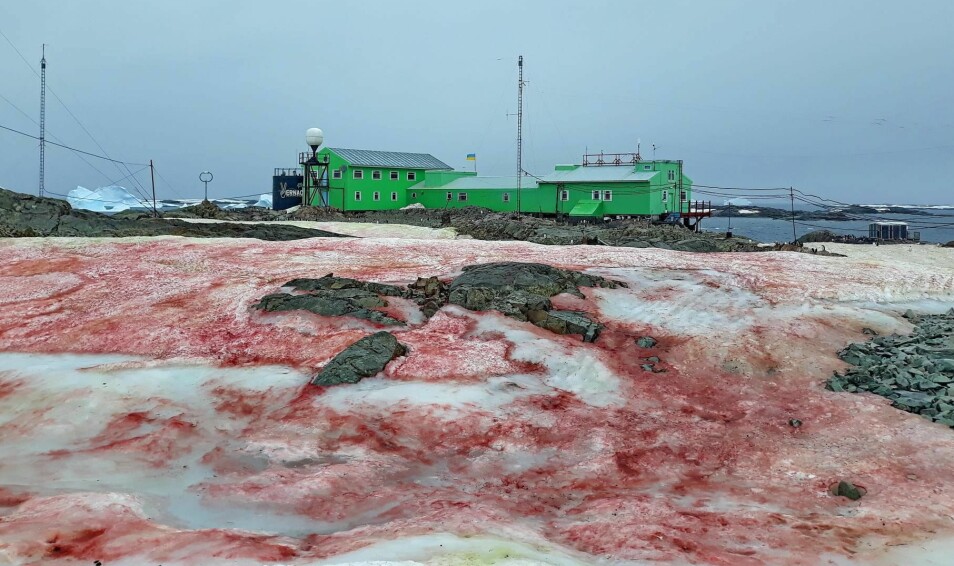 Takket være en varm sommer i Antarktis er det blitt gode forhold for algen som gir snøen denne blodrøde fargen.