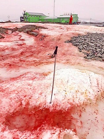 Den karakteristiske rødfargen blir sterkere desto mindre nitrogen og mer sollys algen får tilgang på. Den karakteristiske rødfargen blir sterkere desto mindre nitrogen og mer sollys algen får tilgang på.