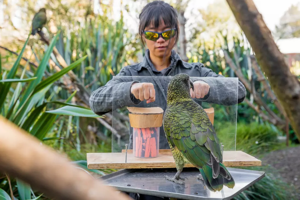 Papegøyer beregner sannsynlighet som mennesker
