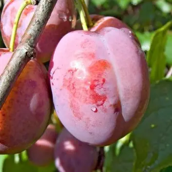 Hvis du vil ha med alt det gode, må du spise hele plomma. Da får du i deg både vitaminer og fiber. (Foto: Colourbox) Hvis du vil ha med alt det gode, må du spise hele plomma. Da får du i deg både vitaminer og fiber. (Foto: Colourbox)