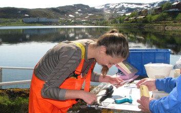 En solfylt dag for merking av fisk. Signaler fra senderen i fisken fanges inn av nedsenkede akustiske bøyer. Forskerne vil vite om spesielle steder der sjørøya oppholder seg er kritisk for bestadsutviklingen. (Foto: Guttorm Christensen) En solfylt dag for merking av fisk. Signaler fra senderen i fisken fanges inn av nedsenkede akustiske bøyer. Forskerne vil vite om spesielle steder der sjørøya oppholder seg er kritisk for bestadsutviklingen. (Foto: Guttorm Christensen)