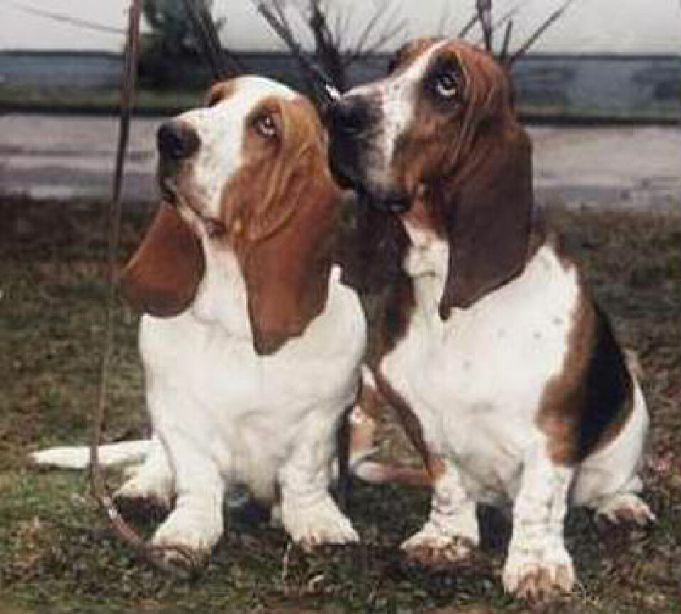 Jakt til fots .. det hadde vært noe, det. Basset hound. (Foto: Wikimedia Commons)