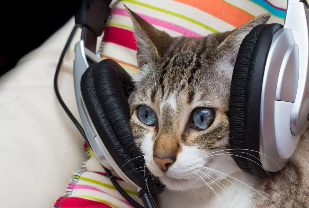 Katter blir roligere av å lytte til musikk som er spesielt laget for dem. Katter blir roligere av å lytte til musikk som er spesielt laget for dem.