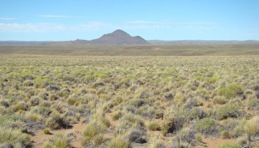 Forskerne har sammenlignet naturen i mange forskjellige tørre områder for å finne ut hvordan økosystemer vil svare på varmere og tørrere forhold. Her er et bilde fra argentinsk Patagonia, et av områdene som ble undersøkt. Forskerne har sammenlignet naturen i mange forskjellige tørre områder for å finne ut hvordan økosystemer vil svare på varmere og tørrere forhold. Her er et bilde fra argentinsk Patagonia, et av områdene som ble undersøkt.