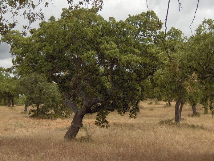 Her er bilde fra en savannne i Alentejo i Portugal med middelhavsklima. Her er bilde fra en savannne i Alentejo i Portugal med middelhavsklima.