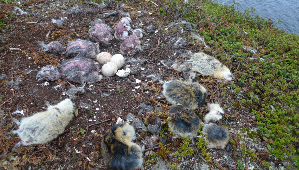 Ugla hadde sittet på reiret med flere unger og egg, og kom seg derfor ikke vekk fra insektene. Til slutt var hun imidlertid så hardt angrepet at hun måtte gi opp og forlate reiret. Ugla hadde sittet på reiret med flere unger og egg, og kom seg derfor ikke vekk fra insektene. Til slutt var hun imidlertid så hardt angrepet at hun måtte gi opp og forlate reiret.
