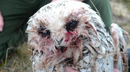 Snøugla Hedwig mistet ungene i myggangrep. Overlevde såvidt selv