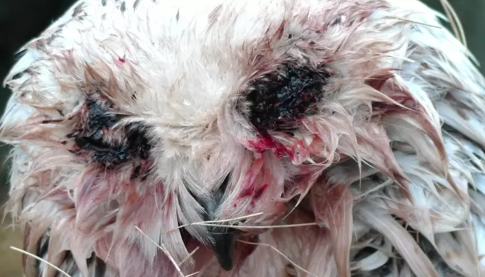 Snøugla Hedwig mistet ungene i myggangrep. Overlevde såvidt selv
