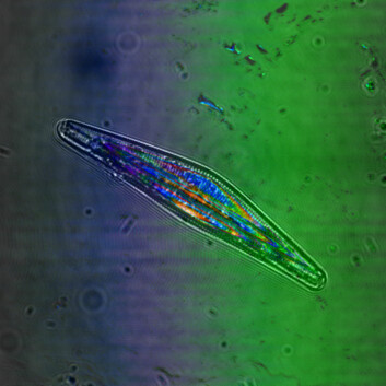 Forskere kartlegger mikroalgers egenskaper ved å studere algens genmateriale. (Foto: Bjørnar Sporsheim)