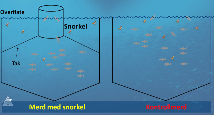 Figuren viser hvordan kontakten er mellom laks og lakselus i merd med og uten snorkel. (Foto: Havforskningsinstituttet) Figuren viser hvordan kontakten er mellom laks og lakselus i merd med og uten snorkel. (Foto: Havforskningsinstituttet)