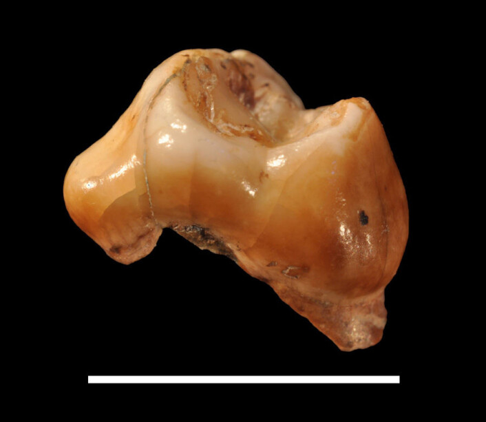 Denne melketannen fra en hule i Sør-Italia kan være eldste spor av Homo sapiens i Europa. Den hvite streken tilsvarer én centimenter. (Foto: Dr. Stefano Benazzi) Denne melketannen fra en hule i Sør-Italia kan være eldste spor av Homo sapiens i Europa. Den hvite streken tilsvarer én centimenter. (Foto: Dr. Stefano Benazzi)