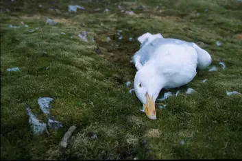 Voksen polarmåke funnet død i Revdalen, Bjørnøya. Dødsårsaken er trolig høye nivåer av miljøgifter. (Foto: Hallvard Strøm / Norsk Polarinstitutt)