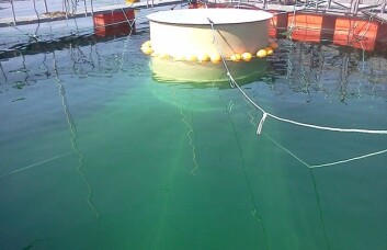 Snorkelen og nottaket i merd. (Foto: Havforskningsinstituttet) Snorkelen og nottaket i merd. (Foto: Havforskningsinstituttet)