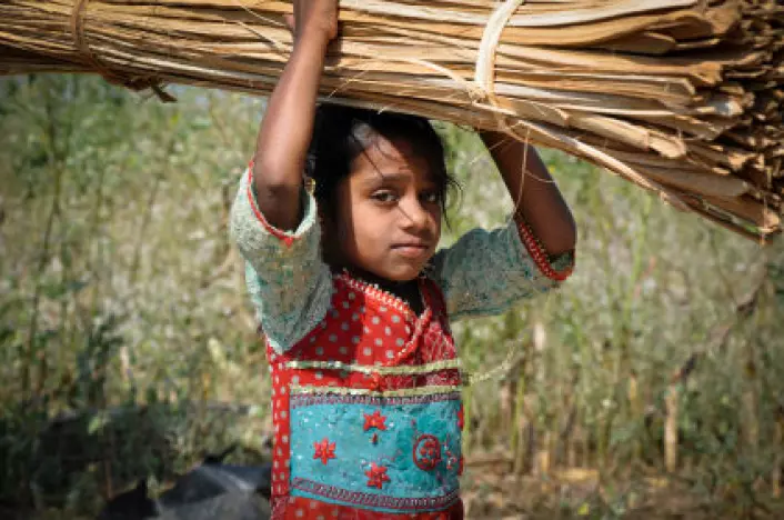 Det er gjort store framskritt i arbeidet mot barnearbeid, viser ny FN-rapport. I mange land er barnearbeid likevel fortsatt vanlig, ikke minst i landbruket. Bildet er fra India. (Foto: iStockphoto)