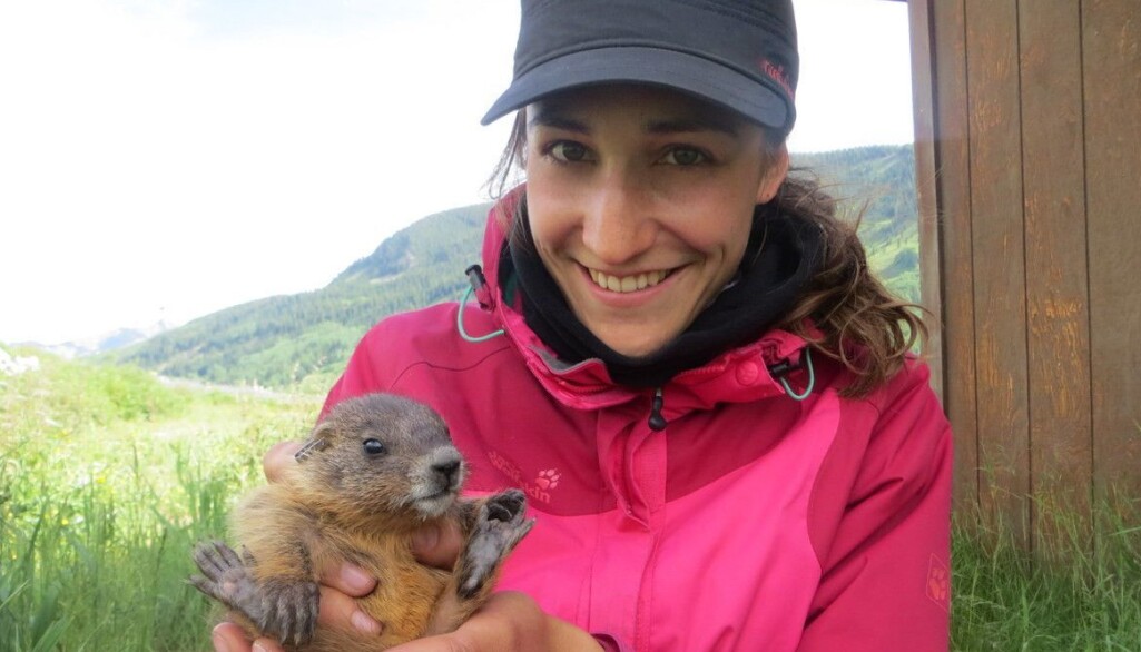 Svenja B. Kroeger med et lite gulbukmurmeldyr. Svenja B. Kroeger med et lite gulbukmurmeldyr.