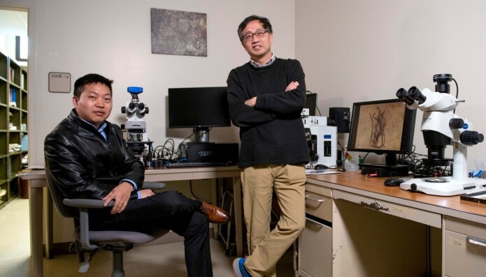 Professor Shuhai Xiao (til høyre) og postdoktor Qing Tang ved Virginia Tech er to av forskerne bak den nye oppdagelsen. Professor Shuhai Xiao (til høyre) og postdoktor Qing Tang ved Virginia Tech er to av forskerne bak den nye oppdagelsen.