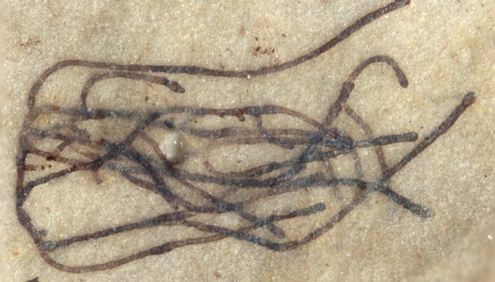 Sjøalgen er datert til å være en milliard år gammel. Den var omtrent to millimeter stor, og forskerne fant flere av dem i sedimentære bergarter fra Kina. Sjøalgen er datert til å være en milliard år gammel. Den var omtrent to millimeter stor, og forskerne fant flere av dem i sedimentære bergarter fra Kina.