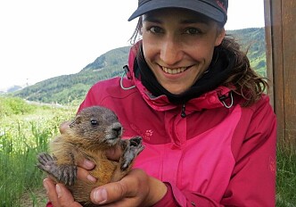Older marmot-mothers produce more successful daughters