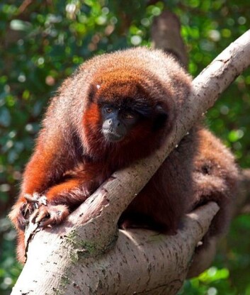 Titiape av typen Callicebus cupreus (Foto: Tony Hisgett/Wikimedia Creative Commons) Titiape av typen Callicebus cupreus (Foto: Tony Hisgett/Wikimedia Creative Commons)