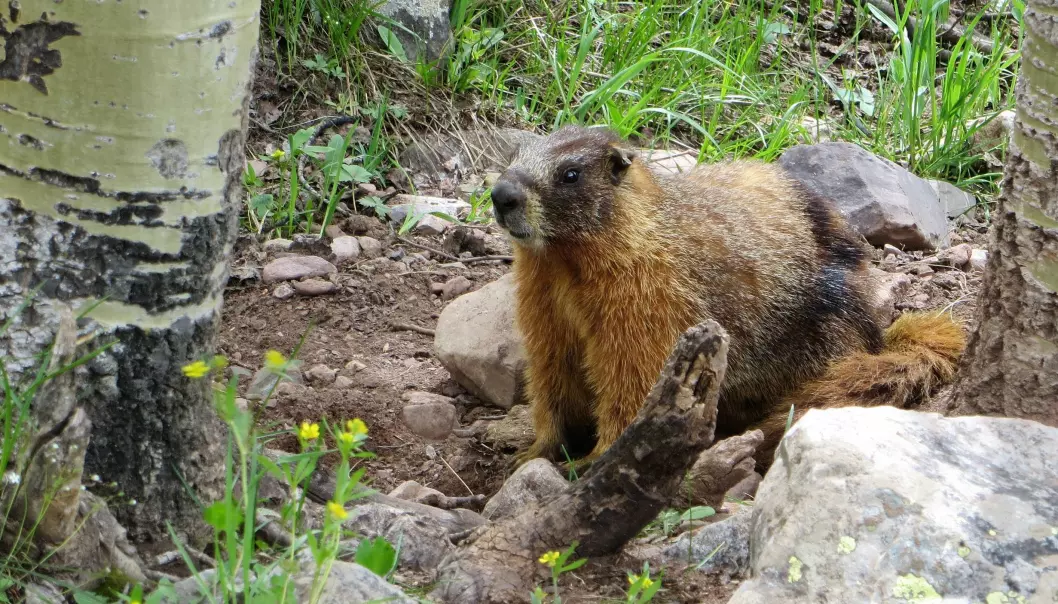 Yellow-bellied marmot at the Rocky Mountain Biological Laboratory.