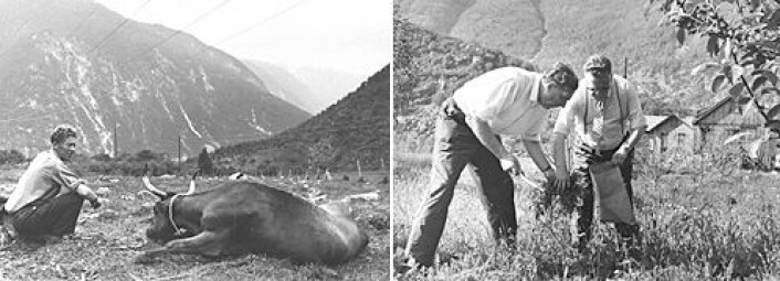 Til venstre: Årdal, 1969: Bonden Gunnar Seim med en fluorforgiftet melkeku. Konflikten mellom Årdal Verk og bøndene i nærområdet resulterte i opprettelsen av Røykskaderådet. Til høyre: Årdal, 1969: Distriktsveterinær Sigurd Heimdal og avdelingsingeniør Frithjof Bøhm tar grassprøver på Moen gård rett ved Årdal og Sunndal Verk. (Foto: Sverre A. Børretzen, Scanpix) Til venstre: Årdal, 1969: Bonden Gunnar Seim med en fluorforgiftet melkeku. Konflikten mellom Årdal Verk og bøndene i nærområdet resulterte i opprettelsen av Røykskaderådet. Til høyre: Årdal, 1969: Distriktsveterinær Sigurd Heimdal og avdelingsingeniør Frithjof Bøhm tar grassprøver på Moen gård rett ved Årdal og Sunndal Verk. (Foto: Sverre A. Børretzen, Scanpix)